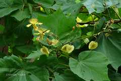 Erinocarpus nimmonii